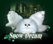 Котята Snow Dream ПЕРСИДСКИЕ СЕРЕБРИСТЫЕ ШИНШИЛЛЫ
